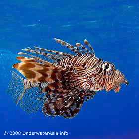 Lionfish in Current